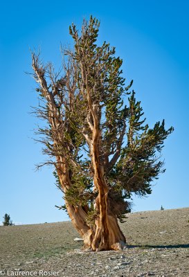 Bristlecone Pines
