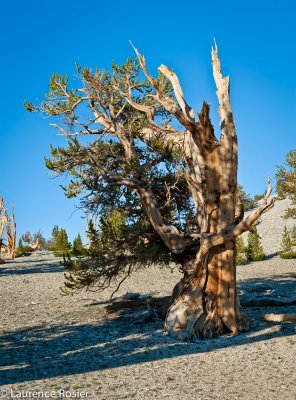 Bristlecone Pines