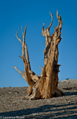 Bristlecone Pines