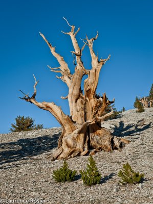 Bristlecone Pines