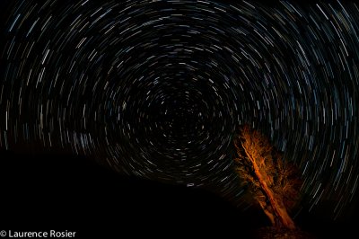Bristlecone Pines