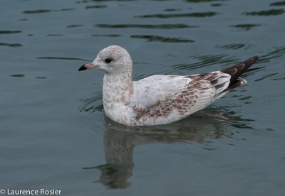 Winter Herring Gull in Prince's Island Park