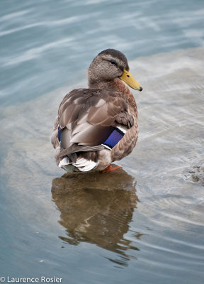 Female Mallard in Prince's Island Park