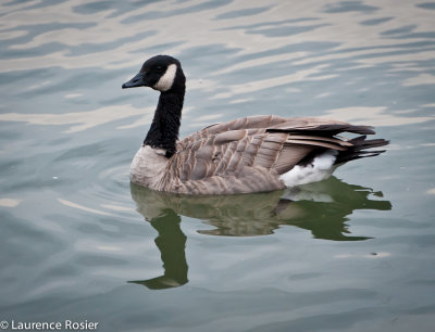 Canada Goose in Prince's Island Park