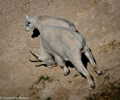 Mountain Goats