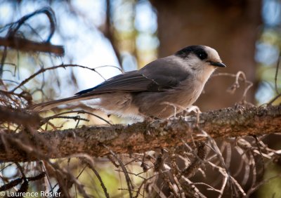 Gray Jay