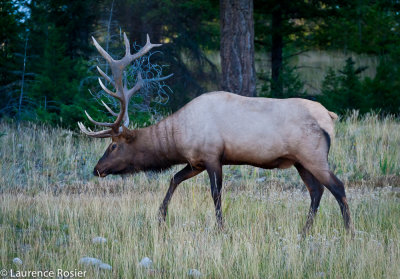 Elk