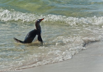 Gentoo Penguin, Carcass Island