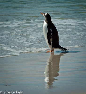 Gentoo Penguin, Carcass Island