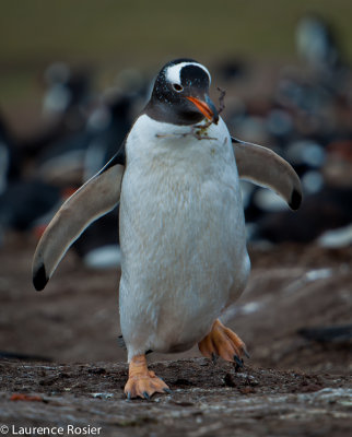 Gentoo Penguin Nest Building, Carcass Island