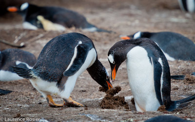 Gentoo Penguins Nest Building, Carcass Island