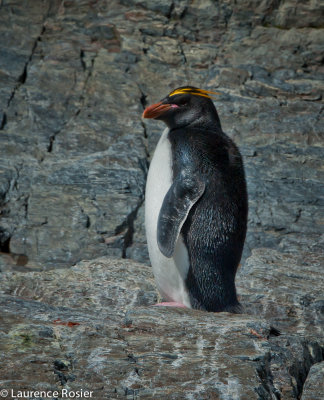 Macaroni Penguin, Hercules Bay