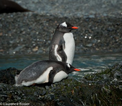 Gentoo Penguins, Hercules Bay