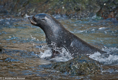 Fur Seal, Hercules Bay