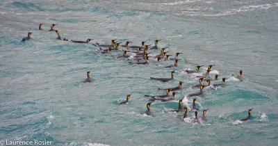 King Penguins, St. Andrews Bay