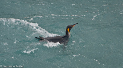 King Penguin, St. Andrews Bay