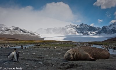 King Penguins And Southern Elephant Seal, St. Andrews Bay