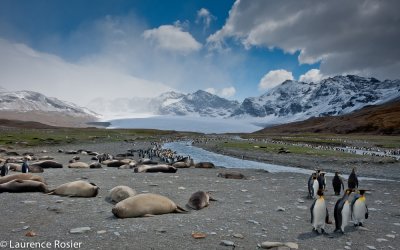 King Penguins And Southern Elephant Seal, St. Andrews Bay