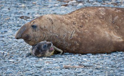 Southern Elephant Seal And Juvenile, St. Andrews Bay
