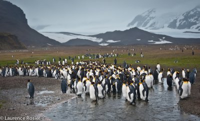South Georgia