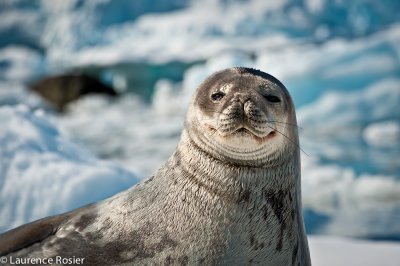 Weddell Seal, Paradise Bay