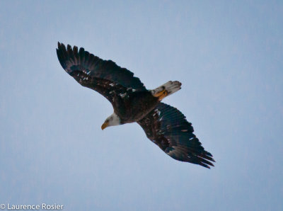 Bald Eagle Flying Out of Night Roost at Bear Valley NWR