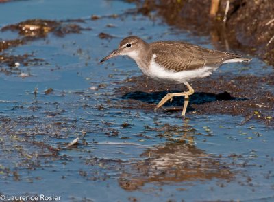 Western Sandpiper, Lower Klamath NWR