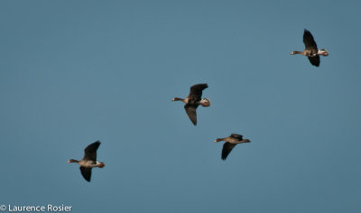 Greater White-fronted Geese, Lower Klamath NWR