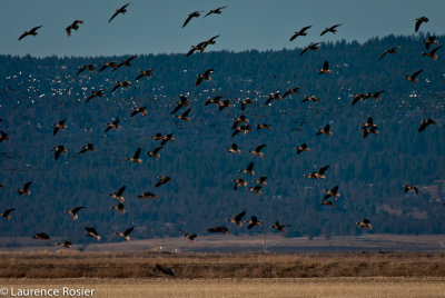 Greater White-fronted Geese and Snow Geese, Lower Klamath NWR