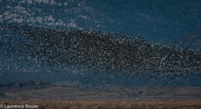 Greater White-fronted Geese and Snow Geese, Lower Klamath NWR