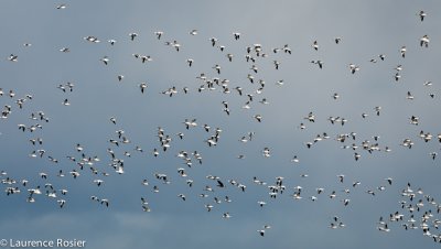 Snow Geese, Lower Klamath NWR