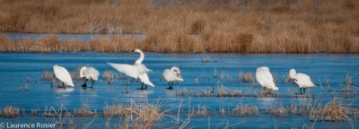Tundra Swans, Lower Klamath NWR