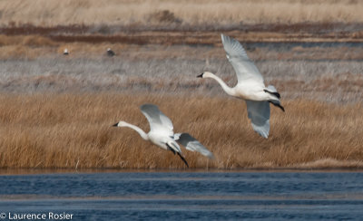 Tundra Swans, Lower Klamath NWR