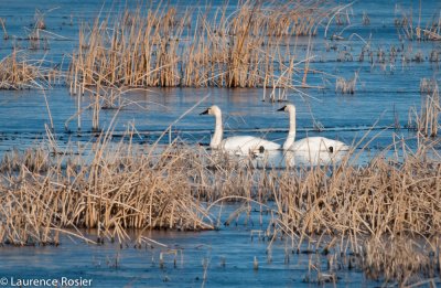 Tundra Swans, Lower Klamath NWR