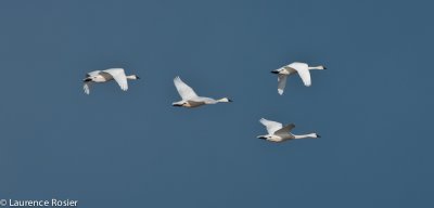 Tundra Swans, Lower Klamath NWR
