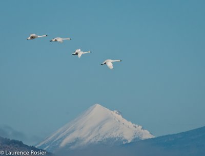 Tundra Swans, Lower Klamath NWR