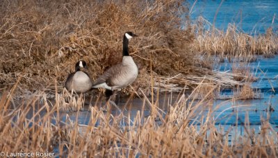 Canada Geese, Lower Klamath NWR