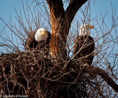 Bald Eagles, Lower Klamath NWR