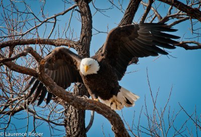 Bald Eagle, Lower Klamath NWR