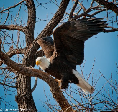 Bald Eagle, Lower Klamath NWR