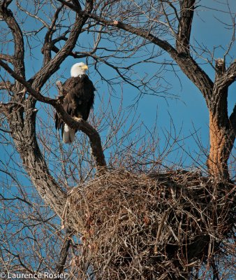 Bald Eagle, Lower Klamath NWR