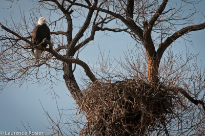 Bald Eagle, Lower Klamath NWR