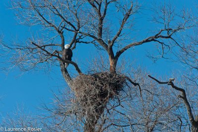 Bald Eagle, Lower Klamath NWR