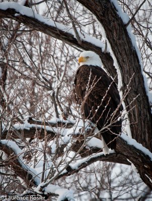 Bald Eagle Wintering in the Lower Klamath NWR