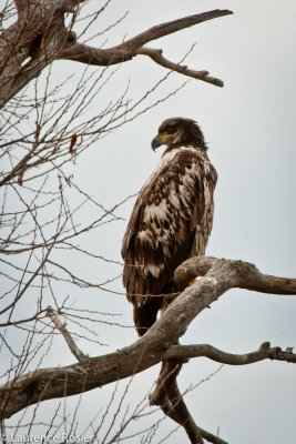Juvenile Bald Eagle, Lower Klamath NWR