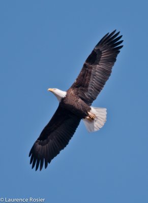 Bald Eagle, Lower Klamath NWR