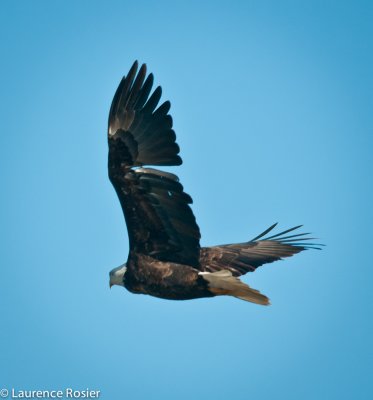 Bald Eagle, Lower Klamath NWR