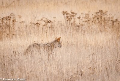 Coyote, Lower Klamath NWR