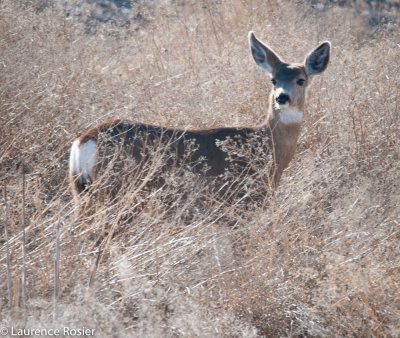 Deer, Tule Lake NWR