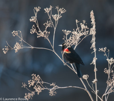 Red-winged Blackbird, Lower Klamath NWR